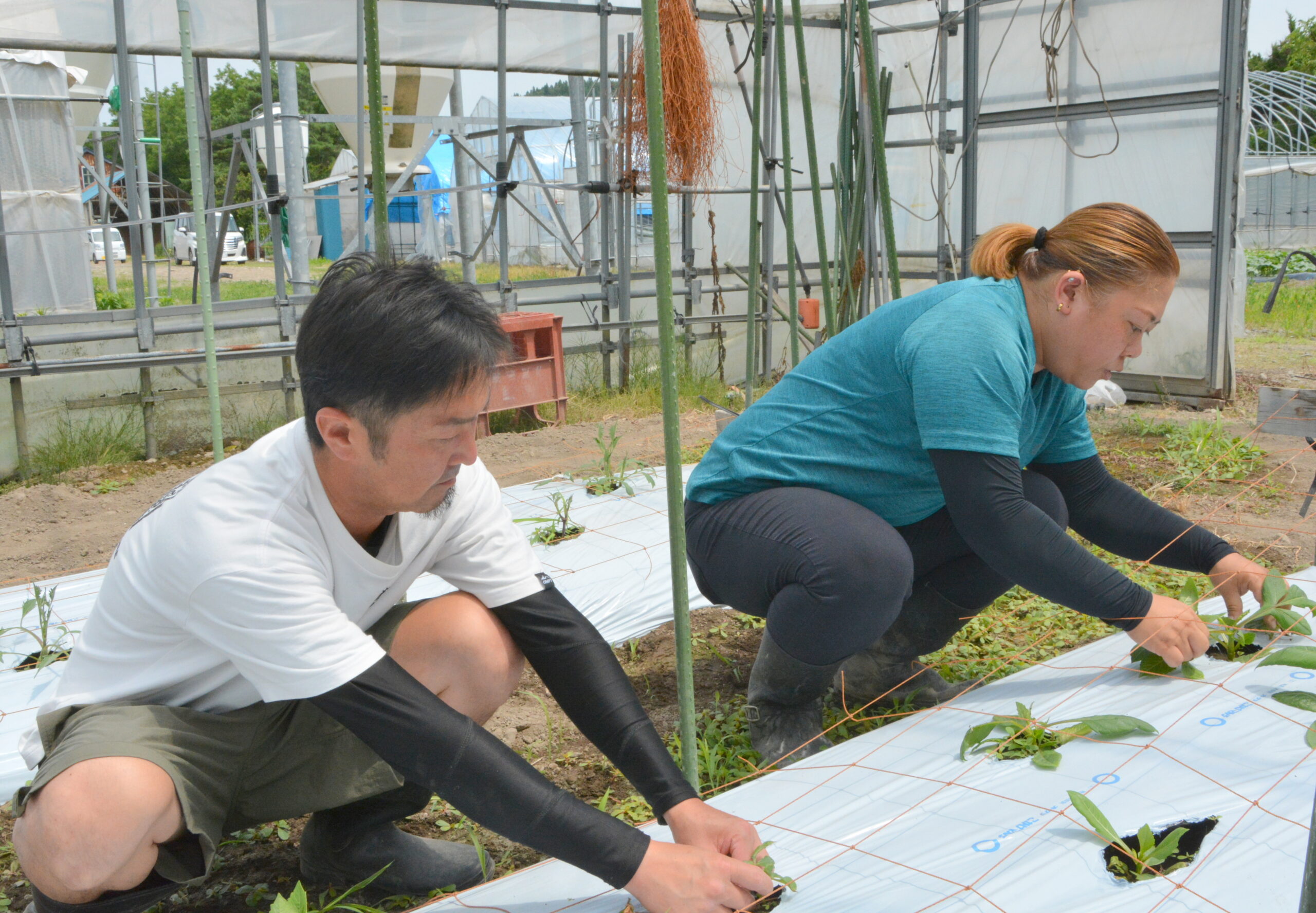 夫が比内地鶏、妻がダリア・野菜の別経営